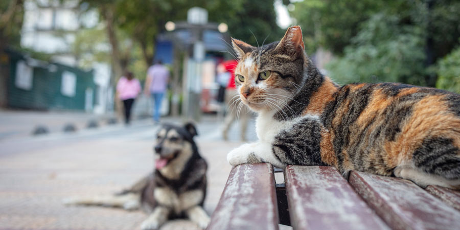 Top Cat Kingdoms - Atlanta, GA