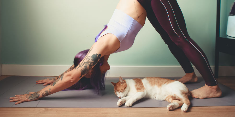 Cat Yoga