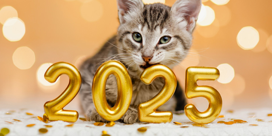 Cats in 2025