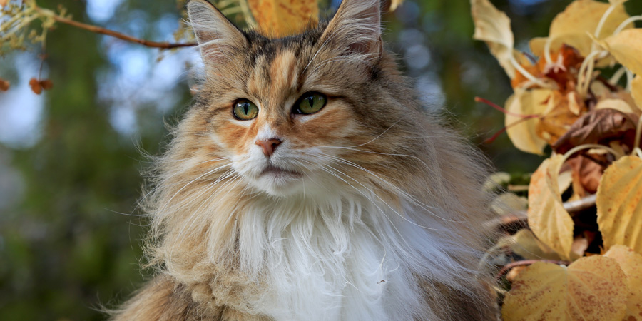 Norwegian Forest Cats