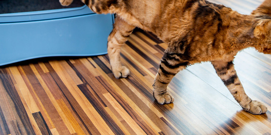 Low Tracking Cat Litter