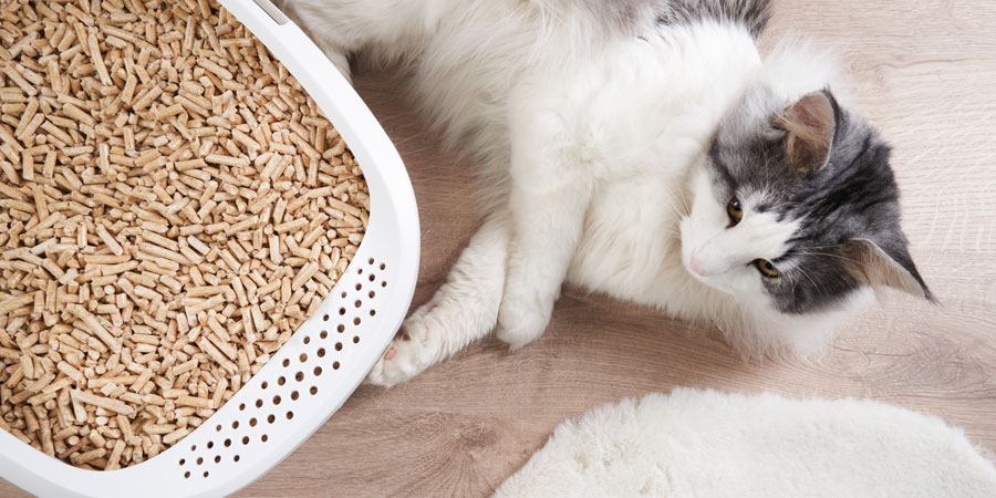 Five red flags your current cat litter is failing you.