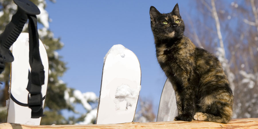 2026 World's Best Cathletes