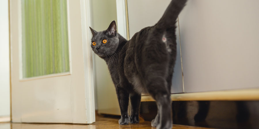 Do cats break wind?