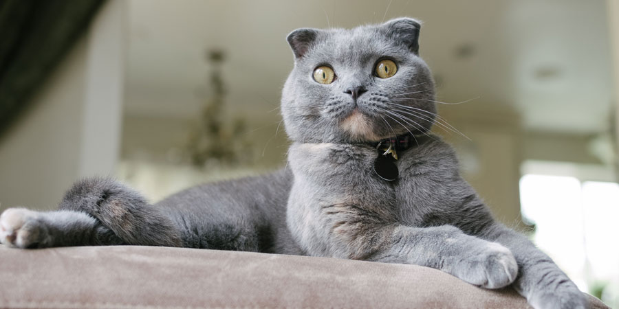 Scottish Fold Breed Blog