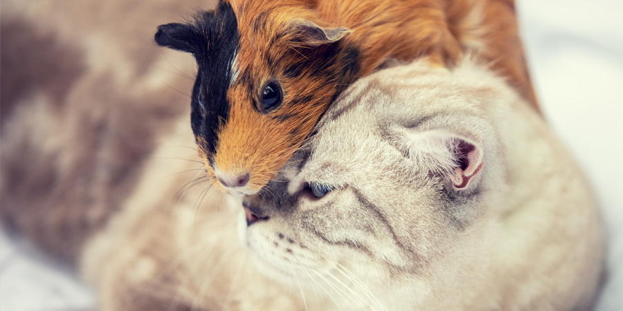 Can Cats Live with Guinea Pigs?