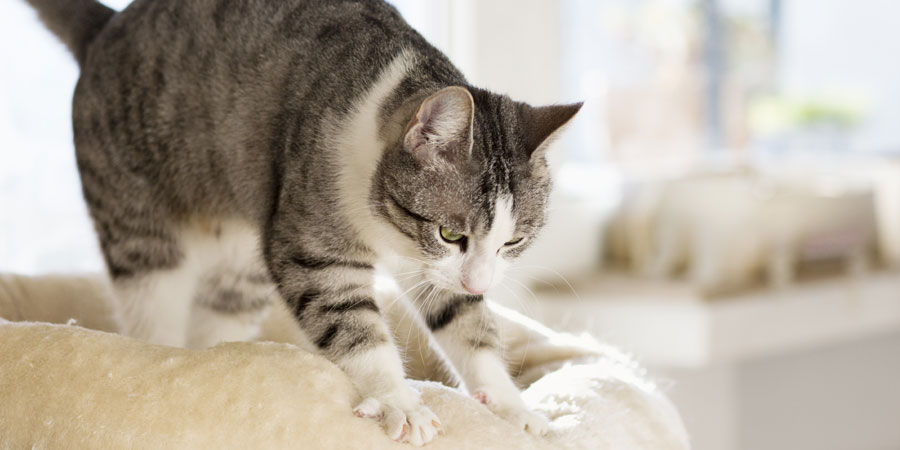 Why Do Cats Make Biscuits?