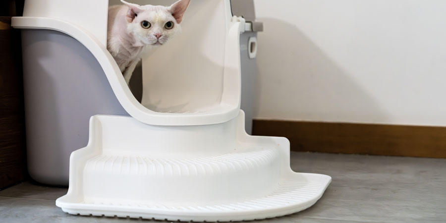 Litter Box Level Up - 3 Simple Add-Ons for a Healthier, Fresher Home