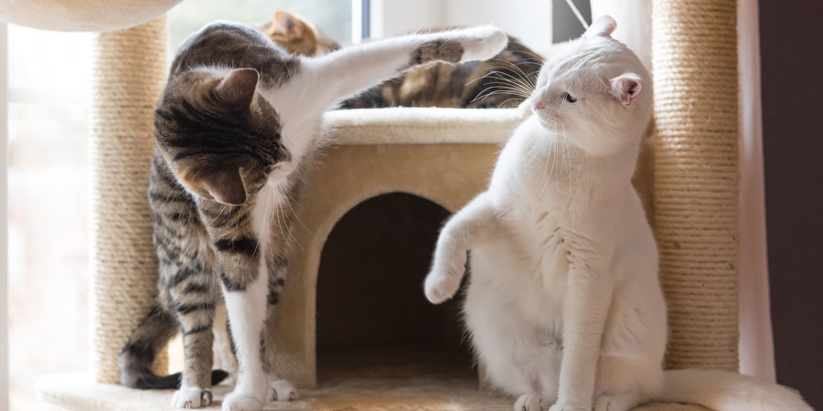 Multi-Cat Household Survival Guide