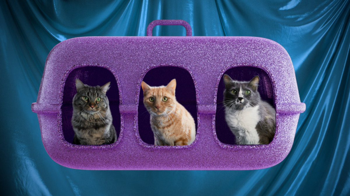 3 Big Chonks Litter Box