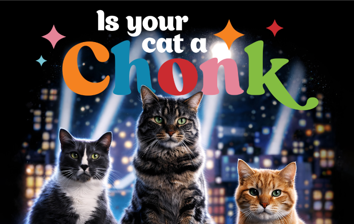 Is Your Cat a Chonk?