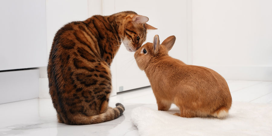 Can cats live with rabbits?