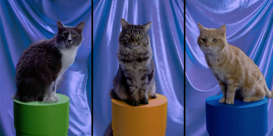 How to tell if your cat is a chonk