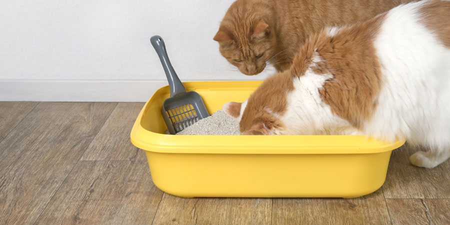 How Do Cats Know How To Use the Litter Box?