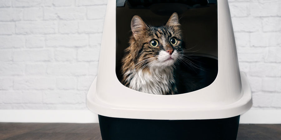 Early UTI Signs for Cats