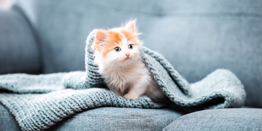 It's Kitten Season