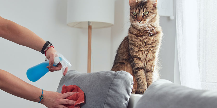 How to stop cat spraying