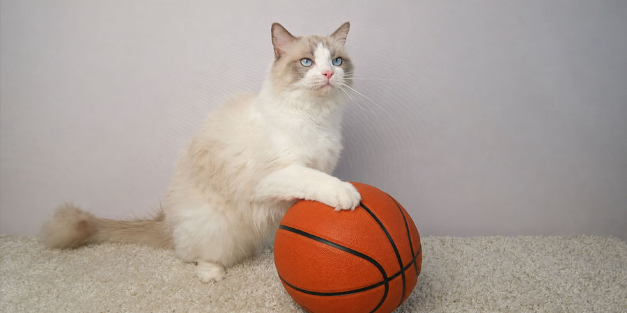 NBA Cat Dads
