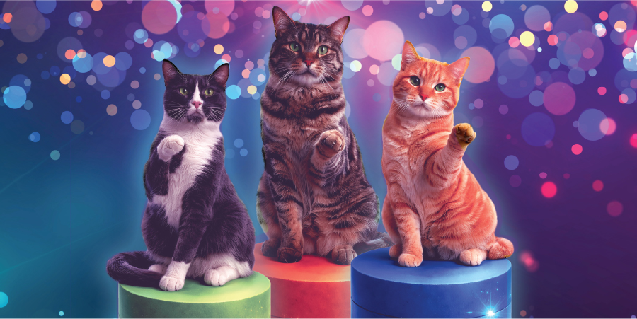How to Throw Your Own Rave for Cat Adoption