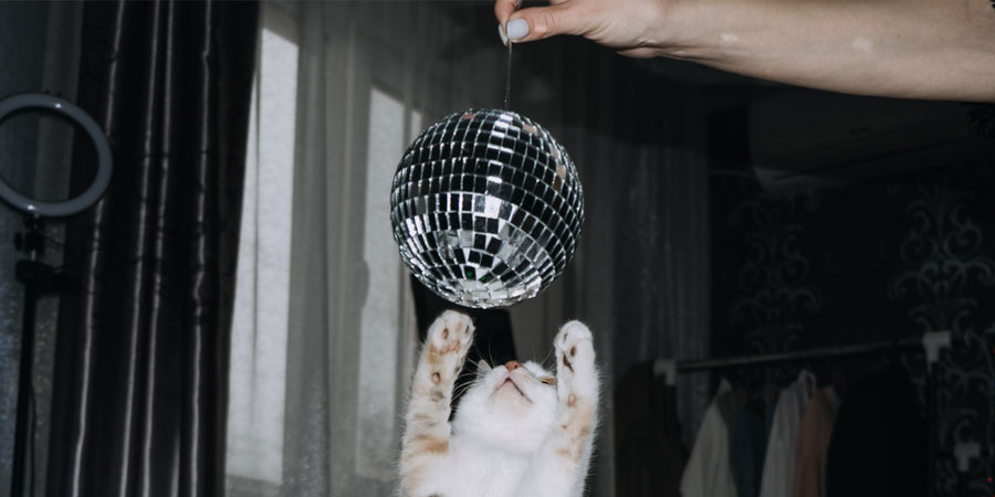 Cat Bus Rave DIY Rave for Cats: 4 Ways to Party for Cat Adoption