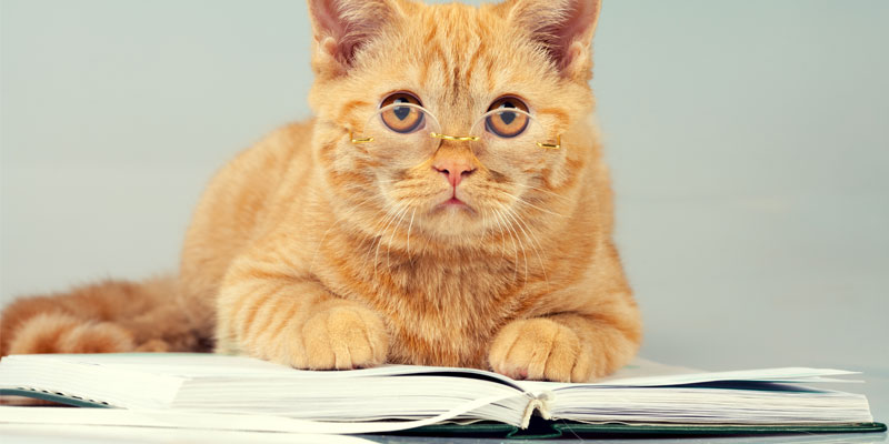 250 years of cats