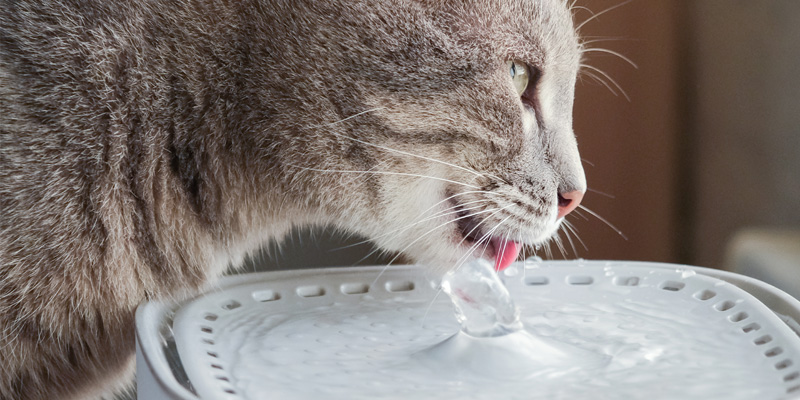 Cat not drinking water?