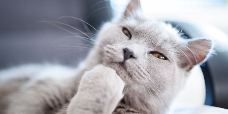 Cat brains